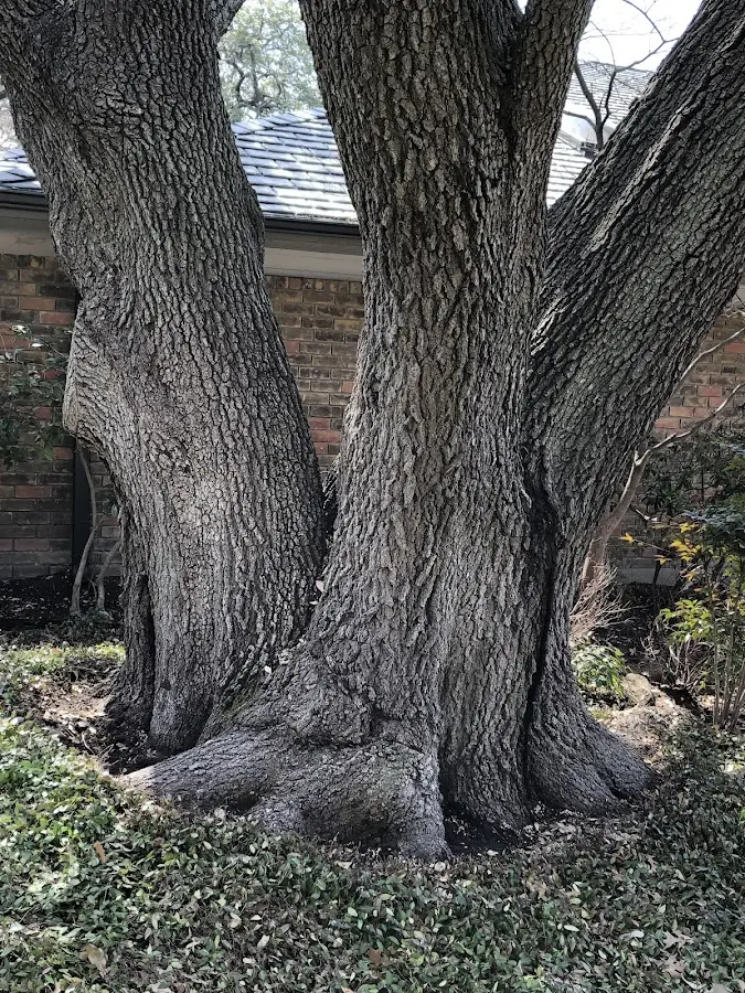 Mature heritage tree close to a Rawlins property cared for by certified arborists